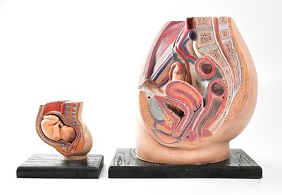 Lot 463 - A 20th century moulded plastic medical model...
