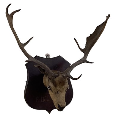 Lot 389 - A taxidermy wall hung fallow deer.
