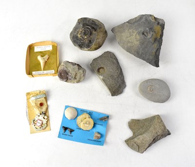 Lot 161 - A small collection of fossils