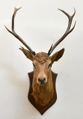 Lot 1692 - TAXIDERMY; an early 20th century stag's head...