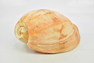 Lot 1694 - A large baler/melon shell, length 45cm.
