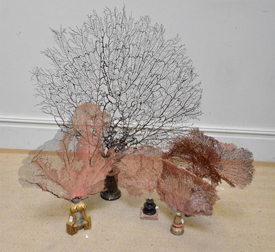 Lot 1673 - Five decorative tree ferns mounted on carved...
