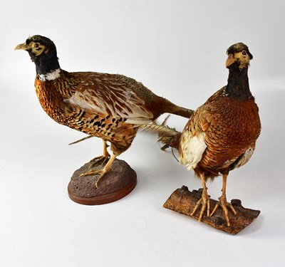 Lot 654 - Two taxidermy pheasants, one perched on a...